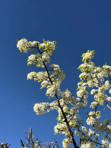 Best of spring in Madrid