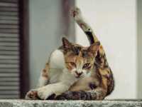 Kuching, Borneo: A Cat Lover’s Paradise  