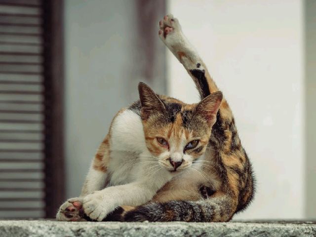 Kuching, Borneo: A Cat Lover’s Paradise  