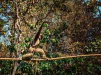 A Wild Day Out: Visiting Chiang Mai Zoo in Northern Thailand