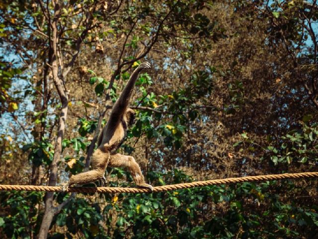 A Wild Day Out: Visiting Chiang Mai Zoo in Northern Thailand