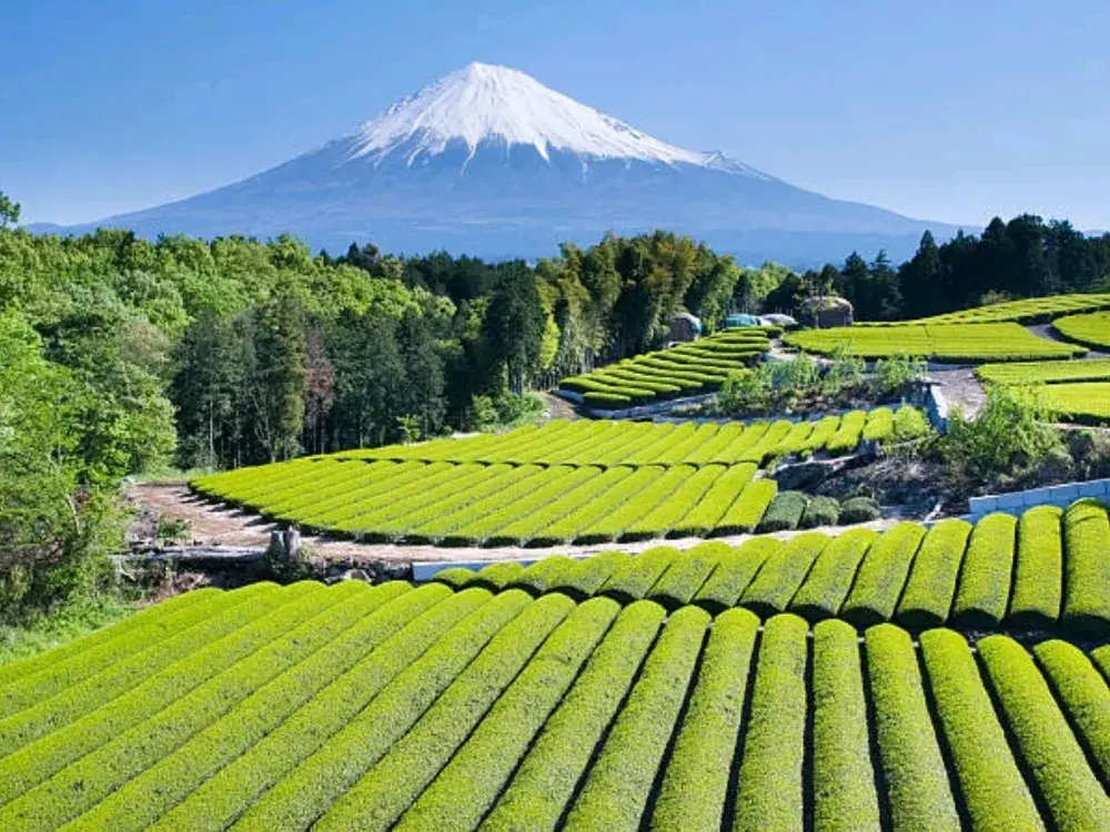 富士山:每個人必去的地方,絕對不只是一座山咁簡單!
