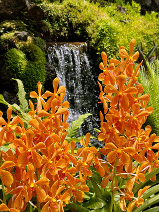The Orchid Garden in Singapore: A Must-Visit Paradise 🌸✨