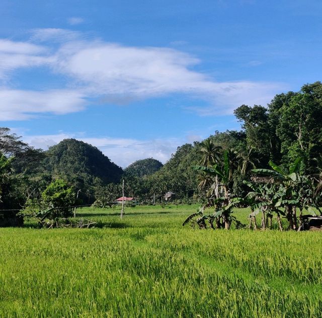 🇵🇭The CHOCOLATE HILLS must-visit🇵🇭