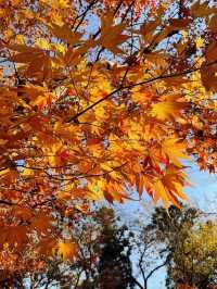 Danzawa Oyama Maple Leaf