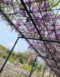 Hong Kong Flower Appreciation | Beautiful blooming of Wisteria at Shenzhen's Qingkuai Tang