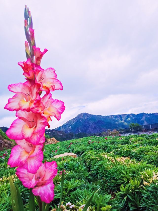 🏔️ 🌺 Northern Blossom Farm: Hometown Beauty