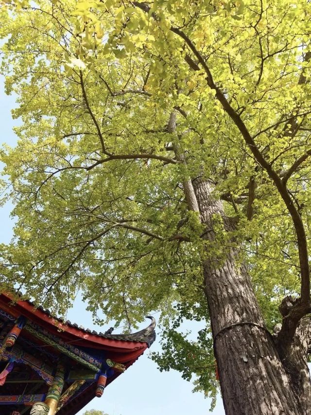 銀杏黃了｜成都周邊絕美賞景地