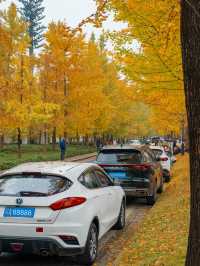 不騙人！已渲染99%！成都公園免費看銀杏