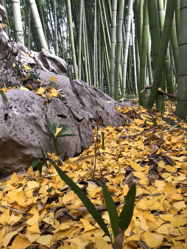 焦山，以山水天成，古樸幽雅聞名於世