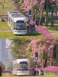 【嗨翻廣州秋天】浪漫花海電車之旅！