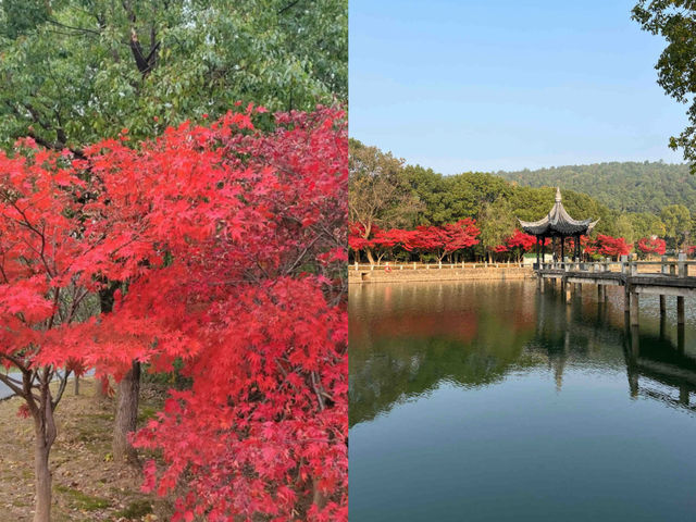 以為天平山楓葉很絕了，直到來到了這裡！