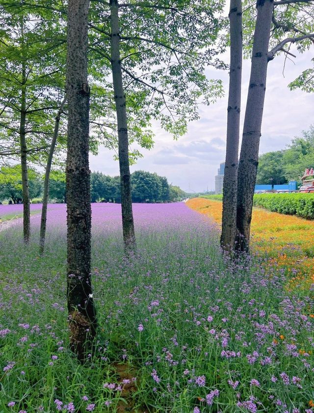 福州花海公園——鮮花盛開，那場面美得宛如一幅治癒人心的油畫