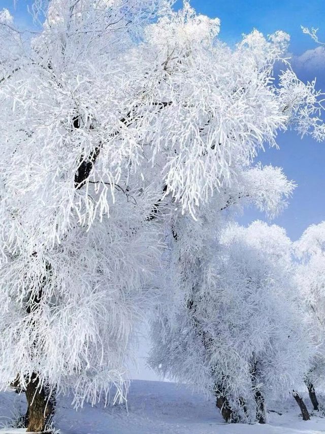 無與倫比的長白山浪漫雪國美景，簡直太美了！！！