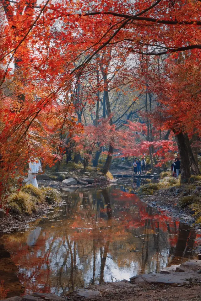 杭州の秋の色|本当に虎跑の雰囲気が好きになった!!