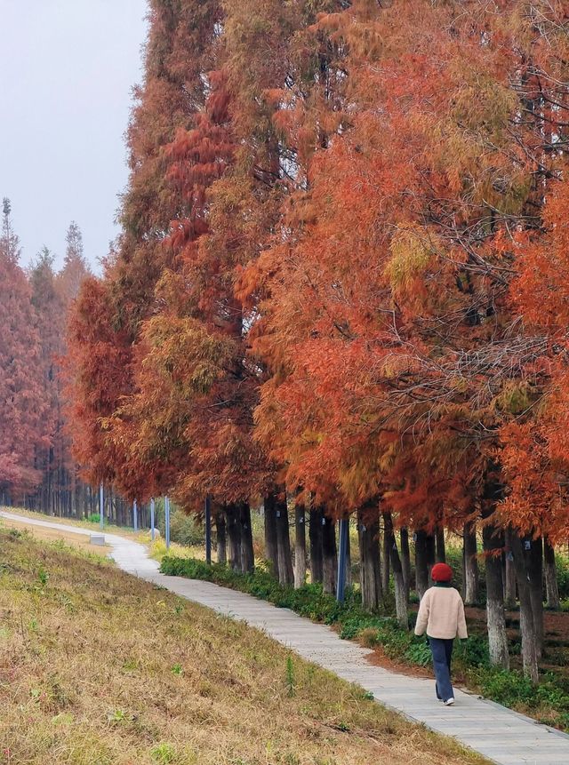 錯過再等一年一個被低估的小眾紅杉林