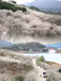 廣州的白色浪漫獨特“雪景” | 流溪香雪