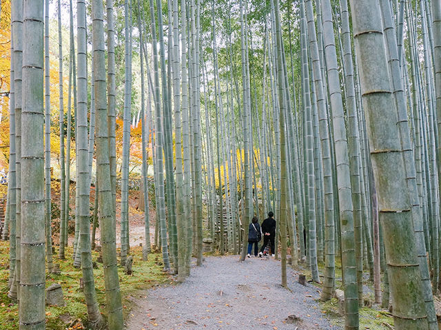 京都景點｜瑞巌山 圓光寺