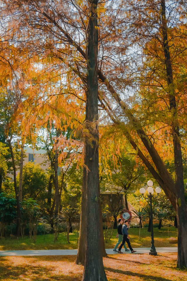 深圳小眾公園裡的落羽杉變黃，美成油畫！！