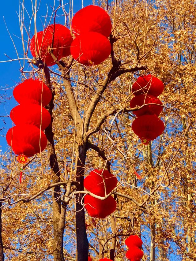 地壇公園的紅燈籠高高掛起，年味十足