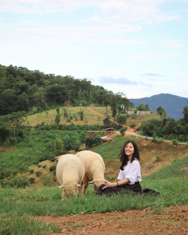 สถานที่เที่ยวที่น่าหลงใหลที่สุดในประเทศไทย! มีอากาศเย็นสบายและมีกลุ่มแกะน่ารักสุดสมบูรณ์! 💓