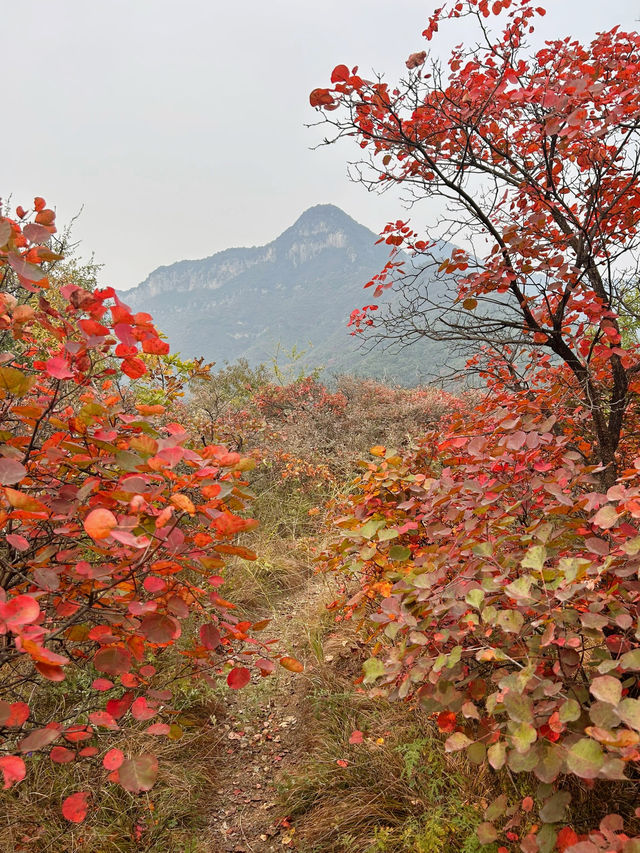 鄭州周邊遊｜秋天去山裡看紅葉葉