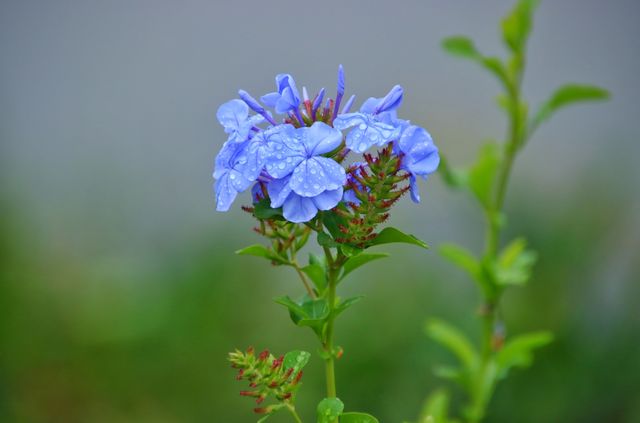 麒麟水鄉高粱紅