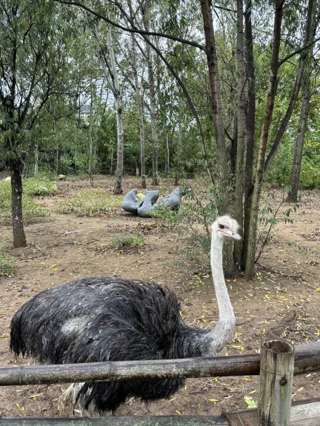 節日好去處｜大連森林動物園Zoowalk