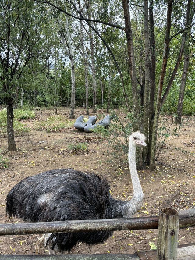 節日好去處｜大連森林動物園Zoowalk