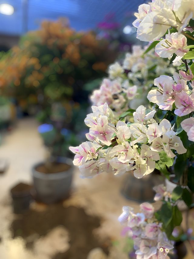 小鎮的楓樹