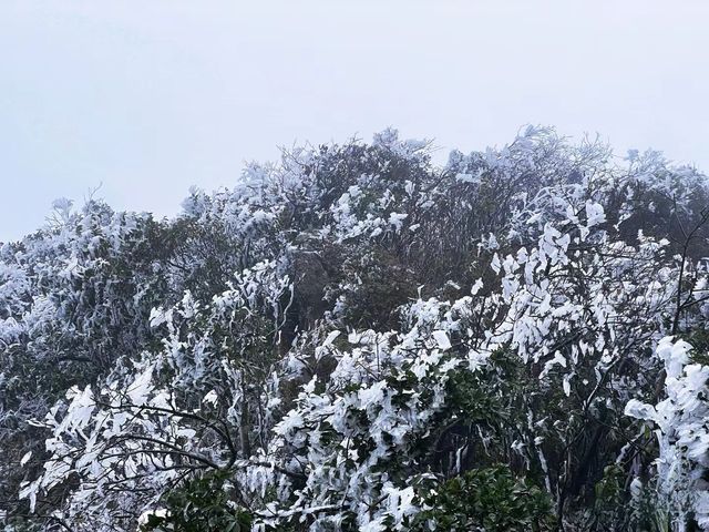 屬於南寧的冬日浪漫 |大明山霧凇霧凇凝結讓一草一木綻開銀花冬日