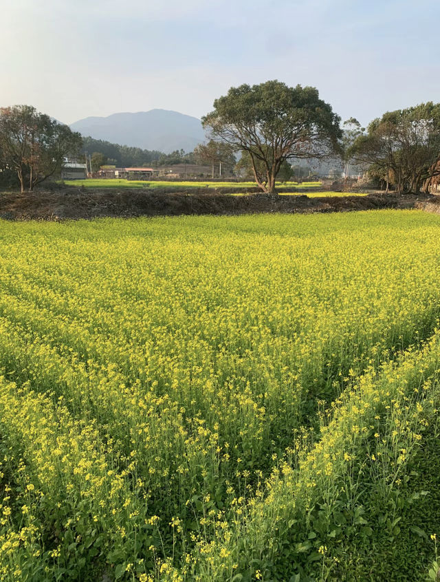 長泰古山重的油菜花終於盛開了，這裡人少景美，讓人心曠神怡