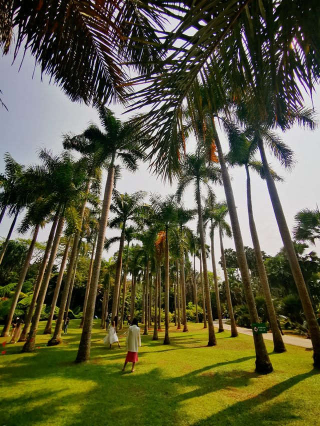 雲南西雙版納 | 一起漫遊中科院植物園吧