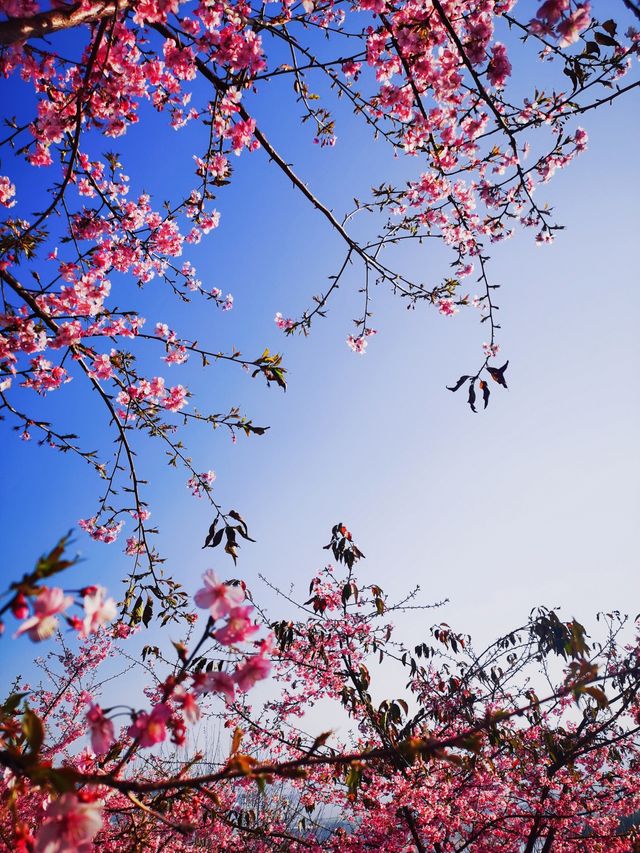 瑞安桐浦｜春日赴一場櫻花花宴