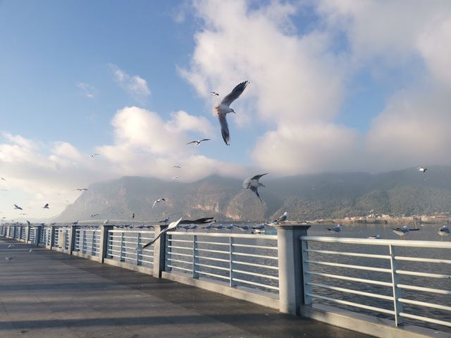 誰還沒有來昆明海埂大壩餵海鷗？