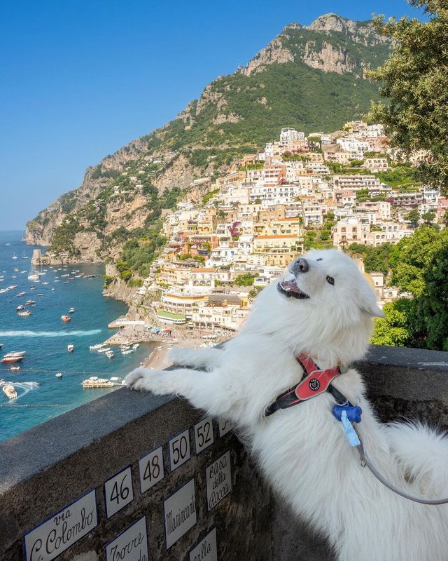 🐾😁 Wishing you a PAWsome weekend filled with smiles and adventure! Get ready to be swept away by the beauty of Positano on the breathtaking Amalfi Coast in Italy! 🌊🏖️