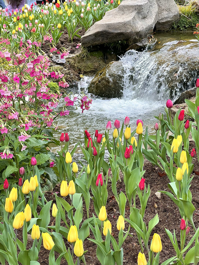 雲台花園鬱金香花展已經開始期待春天啦