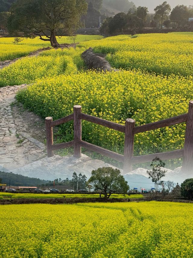 春日限定！ | 這個春天就來古山重看油菜花吧！！