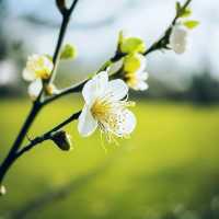 春花春月年年客，憐春又怕春離別