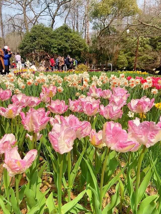 太子灣公園真的太美了