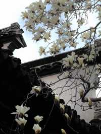 春訪蘇園，邂逅玉蘭花