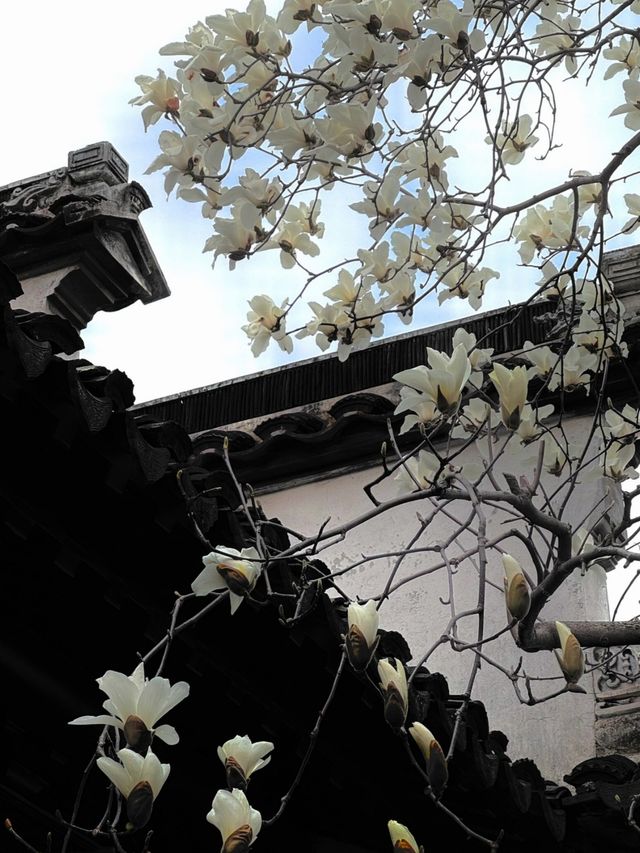 春訪蘇園，邂逅玉蘭花