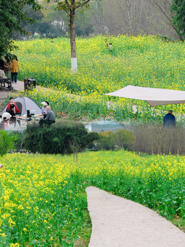 重慶三板溪公園油菜花海可以去拍了