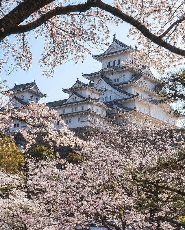 姫路城の桜🌸