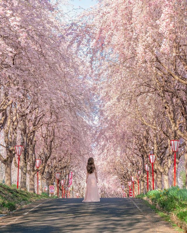 福島のミニガイド🌸