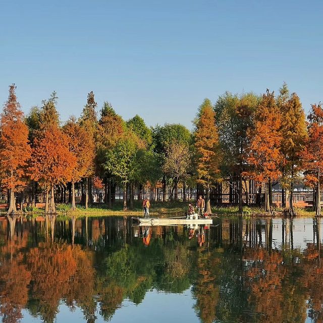 貢湖灣濕地的紅杉林美瘋了!!人少景美