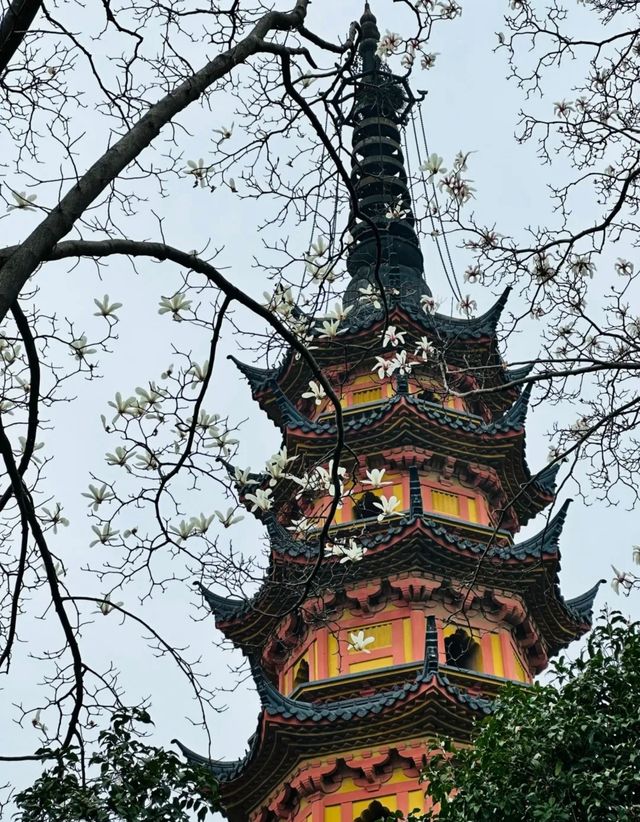 只要8塊錢就能收穫蘇州三月醉美玉蘭花