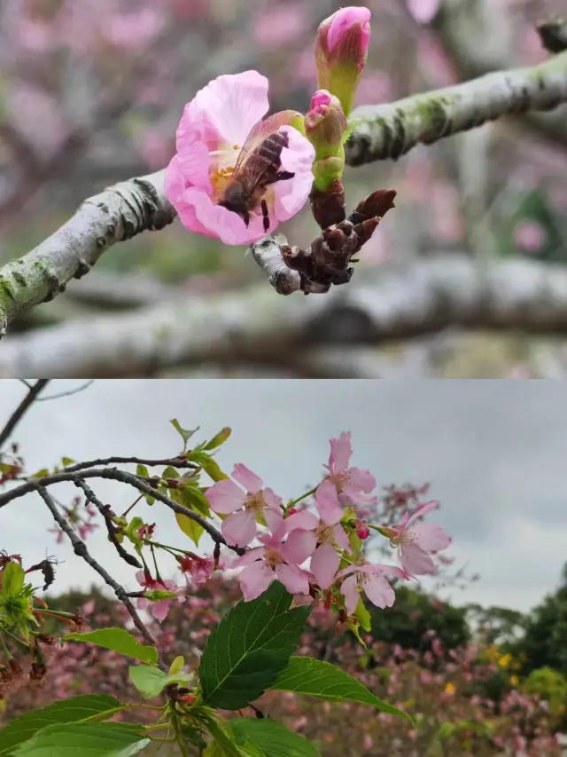 Eighteen Arhats Mountain | Catching the last train of the cherry blossom season