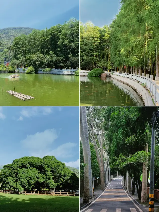 Let's go~ Breathe in the fresh air at Fuzhou Forest Park where there are few people and it's super comfortable