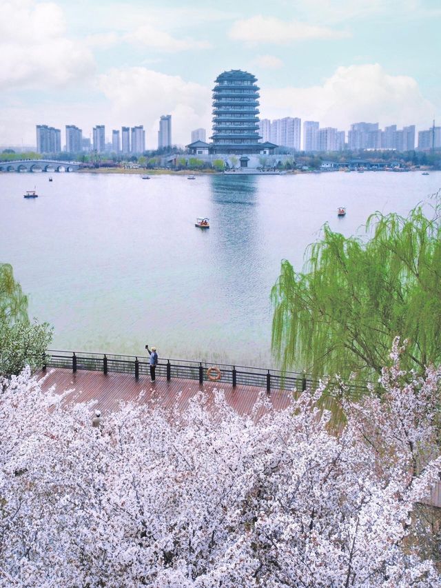 我在淄博找到櫻花與“海”同框的美景